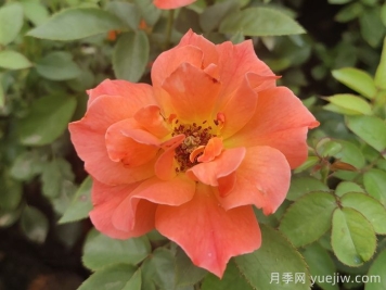 做足功課，迎接杭州人的高架月季專屬浪漫