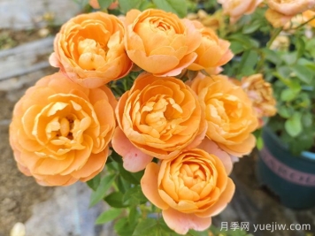 哪種月季花的品種比較好養(yǎng)？推薦4個(gè)網(wǎng)紅品種