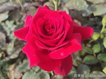 月季花有什么顏色？花色總結(jié)