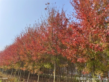 五角楓生長(zhǎng)環(huán)境、種植技術(shù)與管理方法