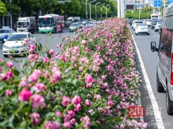 湖北武漢月季炸街，月季成道路顏值擔(dān)當(dāng)