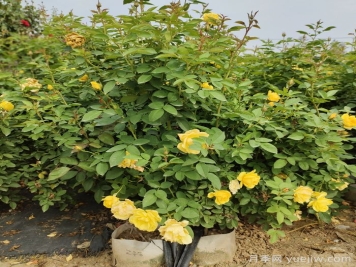 一開花就垂頭，這類月季怎么調(diào)教？