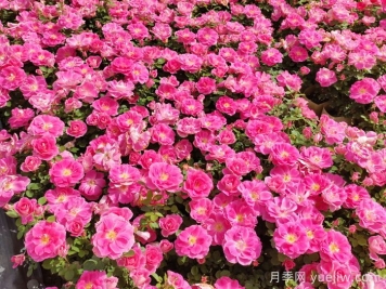 花苞透色和月季花期需要施肥嗎？