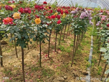 樹狀月季哪個(gè)品種比較好？