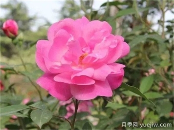 中國(guó)月季四大老種，你識(shí)得幾個(gè)？