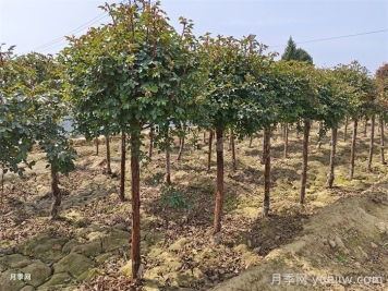 月季樹(shù)春季管理方法