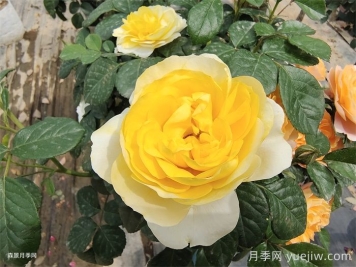 黃果汁月季/黃色果汁陽臺/檸檬果汁
