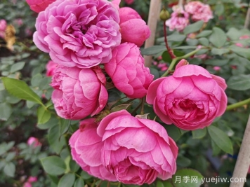 月季花頭上長好多蟲要剪掉嗎？
