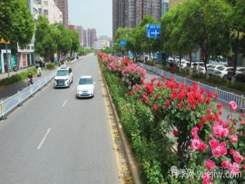 第三屆世界月季博覽會，南陽寶藏月季花打卡點(diǎn)