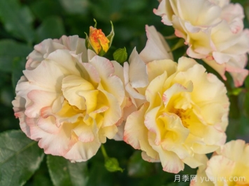 云開月季