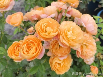 月季多久開一次花？推薦8個長期賞花的品種