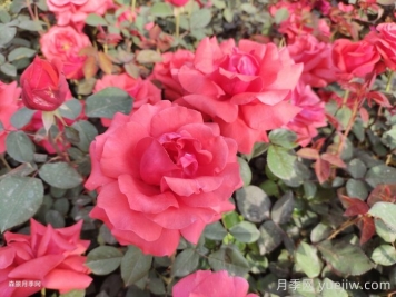新鄉(xiāng)原陽：小城街頭，月季綻放