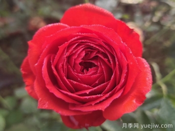 經(jīng)典中國紅！20種紅色月季推薦