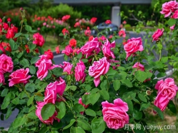 洛陽：月季花開香滿城，打卡地點(diǎn)送給你