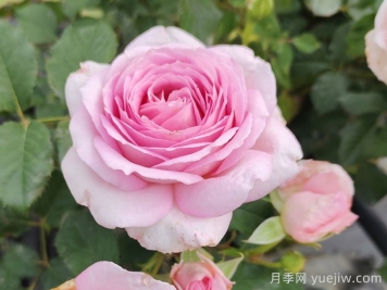 耐熱月季，天狼暑系列月季品種