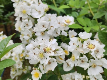 月季、玫瑰與薔薇，究竟誰(shuí)是源頭？