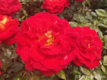 野生薔薇到現(xiàn)代月季的歷史演變