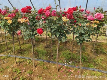 南陽月季：科技賦能產(chǎn)業(yè)，創(chuàng)新領(lǐng)航花卉