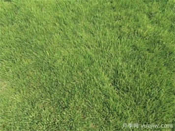 庭院草坪的日常精細(xì)化養(yǎng)護(hù)知識(shí)