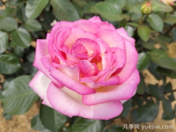 南陽月季：智能云端，讓養(yǎng)月季更智慧