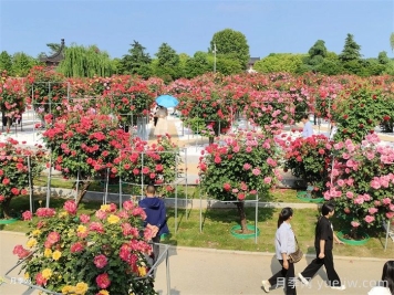 南陽月季：月季芬芳繪就文旅融合新畫卷