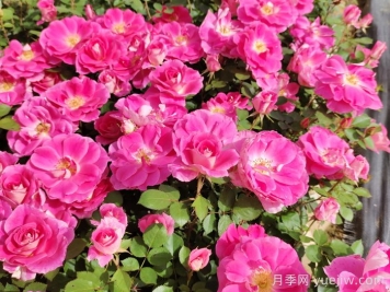 南陽月季：月季花境展扮靚南陽白河東岸