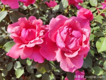 南陽月季：南陽市月季國家林木種質資源庫引領產業(yè)發(fā)展
