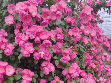 四季如春的花園，一定有棵四季藤本月季！