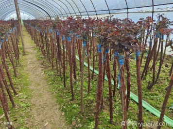 嫁接樹狀月季為什么用山木香？