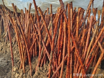 為何山木香是嫁接樹狀月季的優(yōu)良砧木？