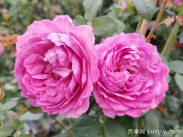 月季象征著怎樣的含義？