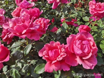 月季花：此花無日不春風(fēng)