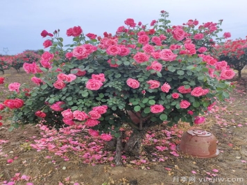 月季花怎么養(yǎng)最好?