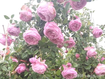 自由精神月季怎樣能開花多？