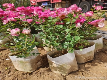 月季花期為什么有長有短？