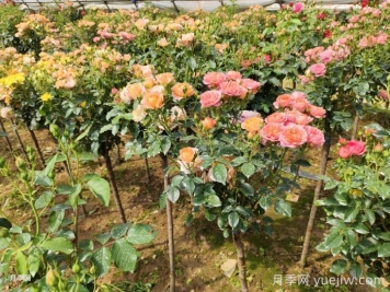 多色棒棒糖，讓一株月季開出多色花
