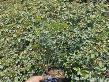 月季小苗要剪掉花苞嗎？如何多分枝