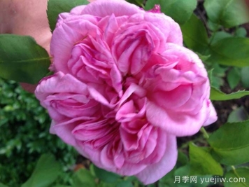 利吉爾夫人月季
