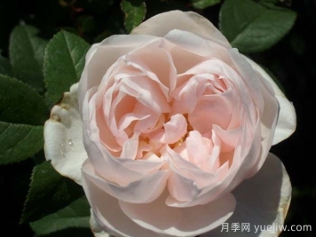 貢索利蓋塔諾月季