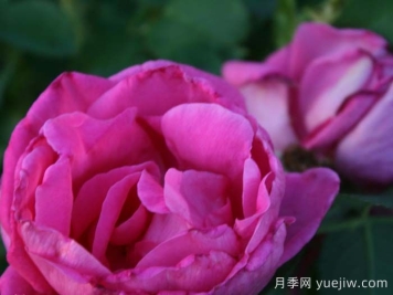 莉荻亞弗雷曼月季