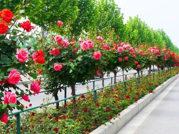 南陽月季市花文化和景觀圖集