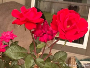 特倫欽月季
