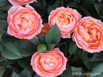 最齊全的適合陽臺養(yǎng)的月季品種系列