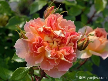 南瓜燈籠月季
