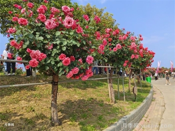 前景無(wú)限，勢(shì)如破竹的彩色樹(shù)木