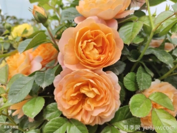 哪些月季不適合作為切花？