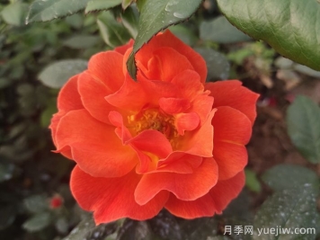 紅從容月季/紅叢蓉月季