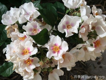 九月之星月季/九月明星
