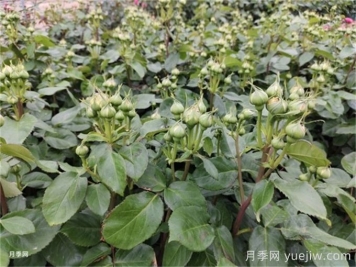 月季到了5月份還不開花是什么原因？