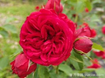 紅蘋果月季和紅舞裙月季有什么區(qū)別？